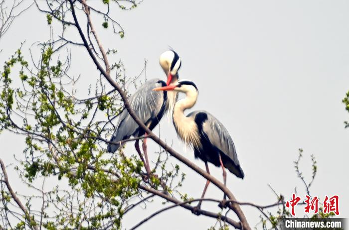 蒼鷺在覓食嬉戲?！“苍?攝