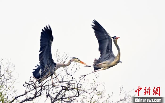 蒼鷺在覓食嬉戲?！“苍?攝