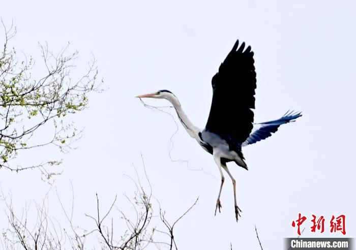 蒼鷺在覓食嬉戲?！“苍?攝