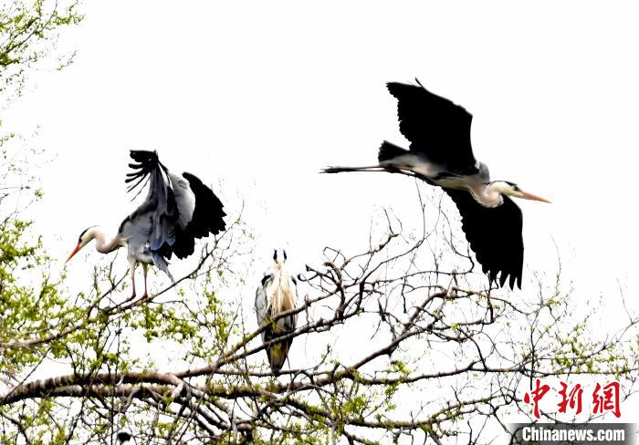 蒼鷺在覓食嬉戲?！“苍?攝