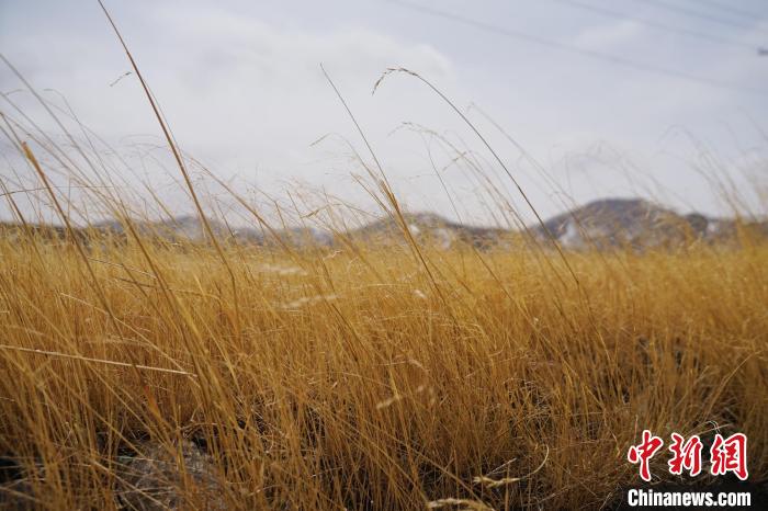 圖為青海省海西蒙古族藏族自治州天峻縣木里礦區(qū)草木茂盛?！●R銘言 攝