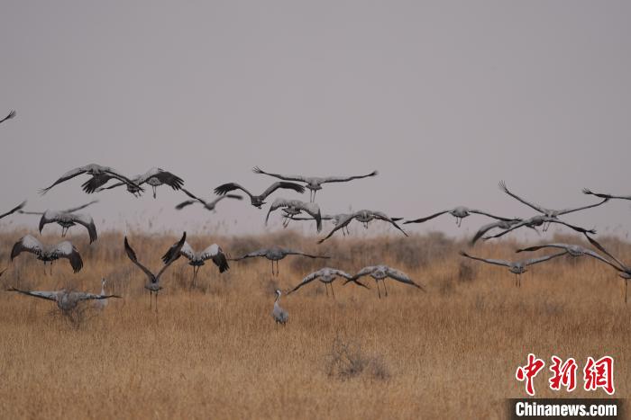 青海都蘭成群灰鶴匯集，場面壯觀