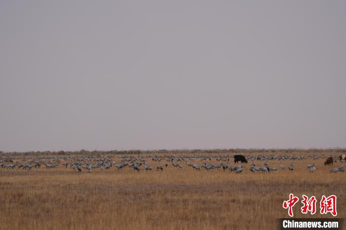 圖為草原上棲息的灰鶴?！∠葘m 攝