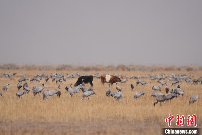 圖為草原上棲息的灰鶴?！∠葘m 攝