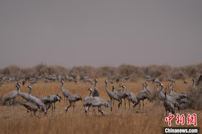 圖為灰鶴?！∠葘m 攝