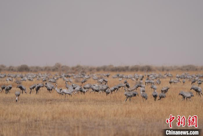 圖為密集分布的灰鶴?！∠葘m 攝