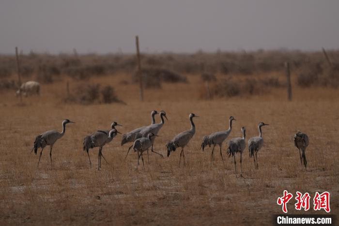 圖為灰鶴?！∠葘m 攝
