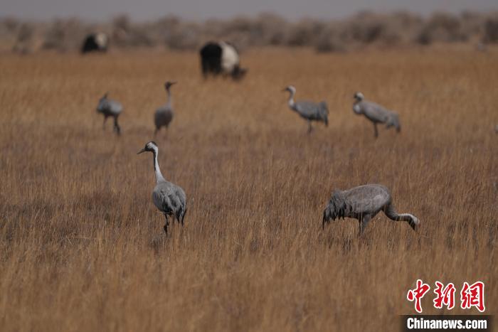 圖為灰鶴?！∠葘m 攝