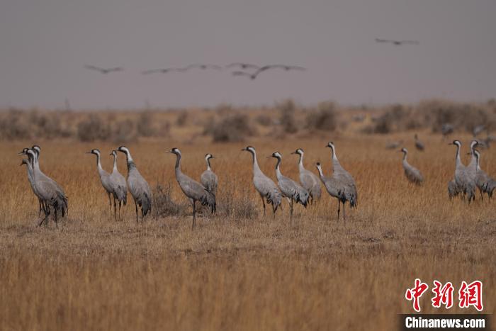 圖為灰鶴?！∠葘m 攝