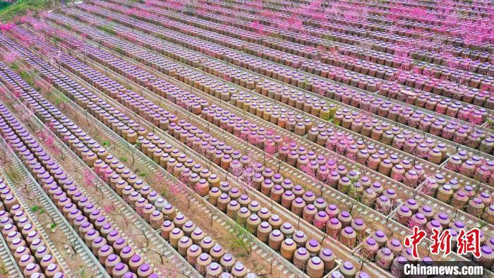 灼灼桃花惹人醉?！㈡?攝