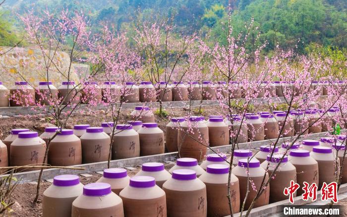 桃花和酒壇相映成趣?！∫足?攝