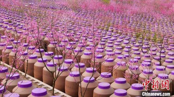 桃花和酒壇相映成趣?！∫足?攝