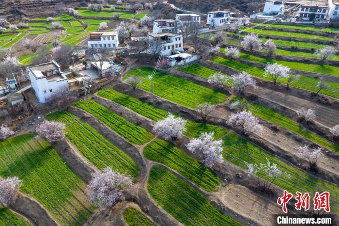白松鎮(zhèn)層層麥田綠意盎然，與桃林構(gòu)成一幅美麗的鄉(xiāng)村畫卷?！⒅铱?攝