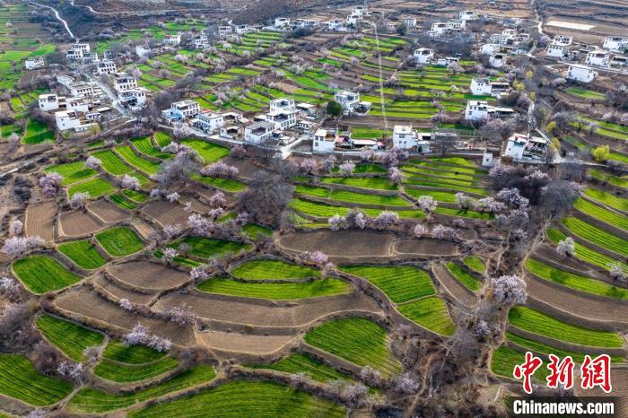 白松鎮(zhèn)桃花林中的白藏房?！⒅铱?攝