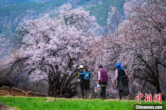 行走在麥田和桃樹下的白松鎮(zhèn)村民?！⒅铱?攝
