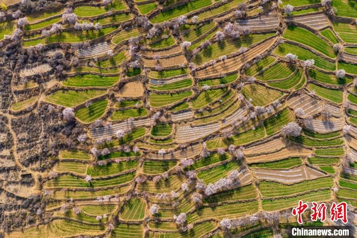 空中俯瞰得榮縣白松鎮(zhèn)的高山麥田和桃林?！⒅铱?攝