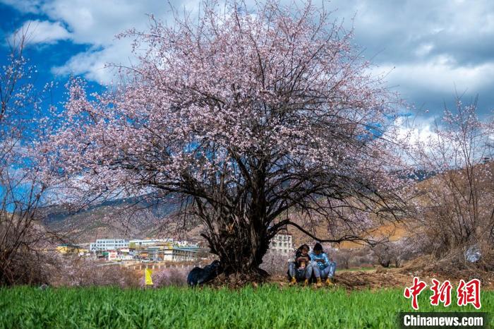 桃花樹下兩名女孩正在玩手機(jī)?！⒅铱?攝