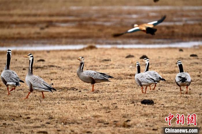 圖為成群的斑頭雁?！“?攝