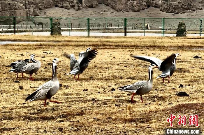 圖為斑頭雁?！“?攝