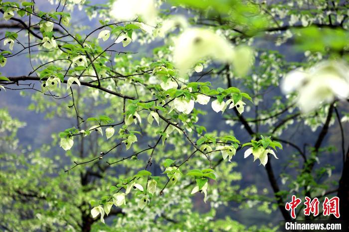 珙桐在春末夏初之際開花，花期較短?！螚?攝