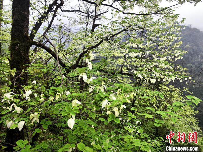 山谷兩側(cè)高大繁茂的珙桐樹?！螚?攝