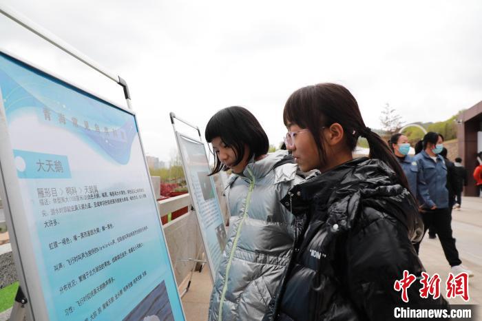 圖為學(xué)生通過展板了解青海常見鳥類?！●R銘言 攝