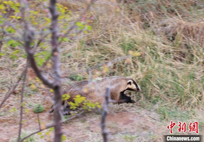 圖為西寧野生動物園救護(hù)的狗獾在西寧市放歸大自然?！●R銘言 攝