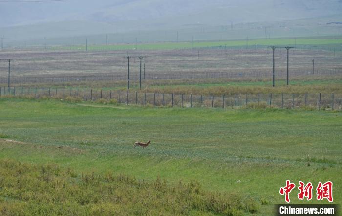 圖為一只普氏原羚在草場(chǎng)上奔跑?！●R銘言 攝