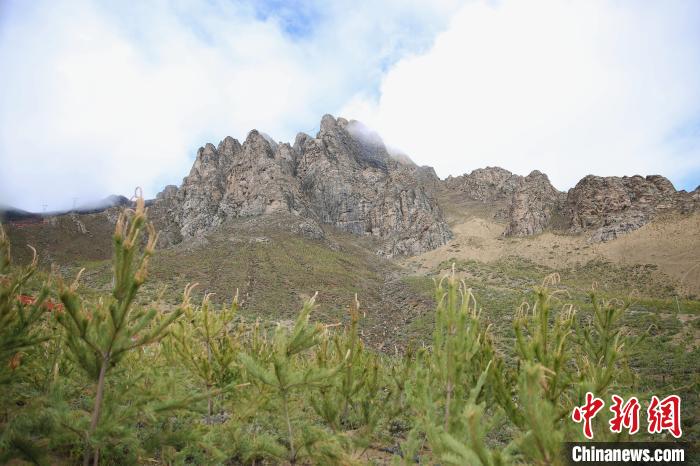 圖為拉薩南北山綠化工程拉薩曲水縣才納村5號(hào)片區(qū)?！∝暣_ 攝