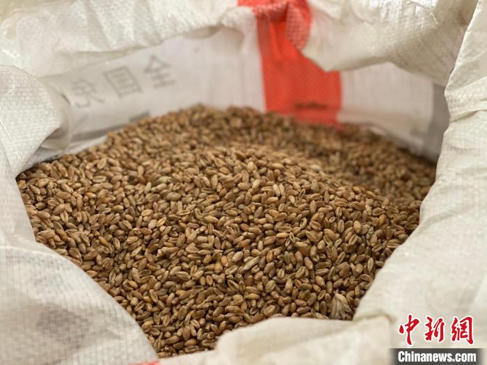 青海:著力6項(xiàng)重點(diǎn)工作確保糧油單產(chǎn)提升成效