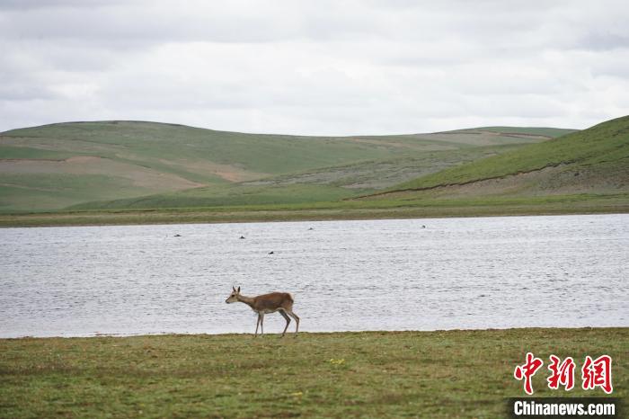 圖為藏原羚在扎陵湖岸畔悠閑漫步?！●R銘言 攝