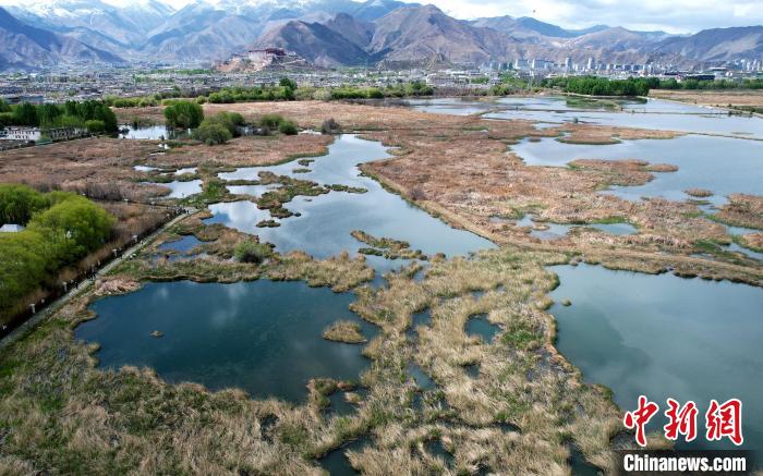 圖為拉薩拉魯濕地。(無(wú)人機(jī)照片) 李林 攝