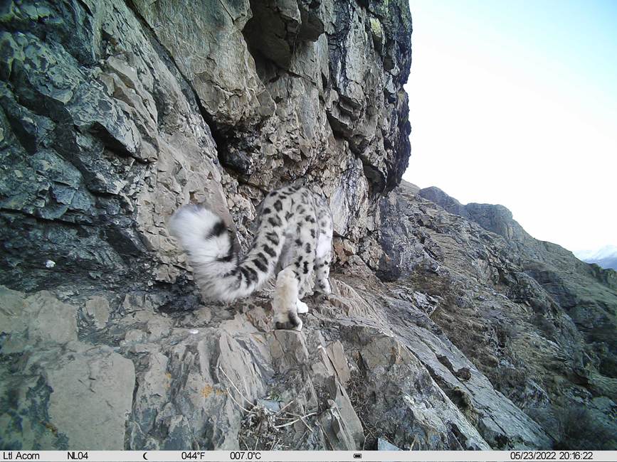 雪豹影像。山水自然保護中心供圖