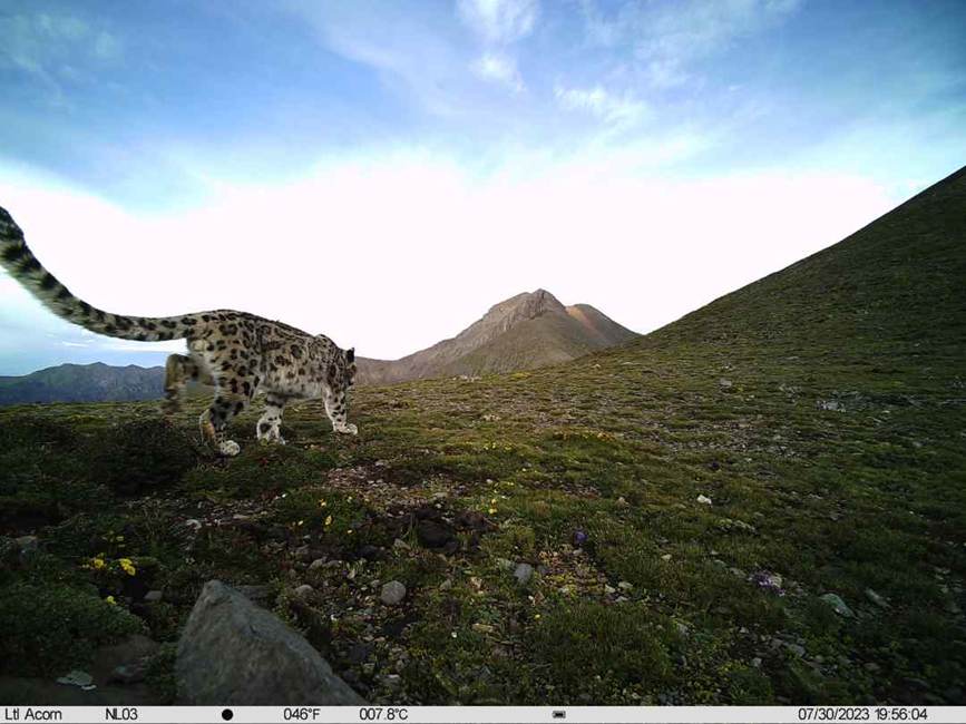 雪豹影像。山水自然保護中心供圖