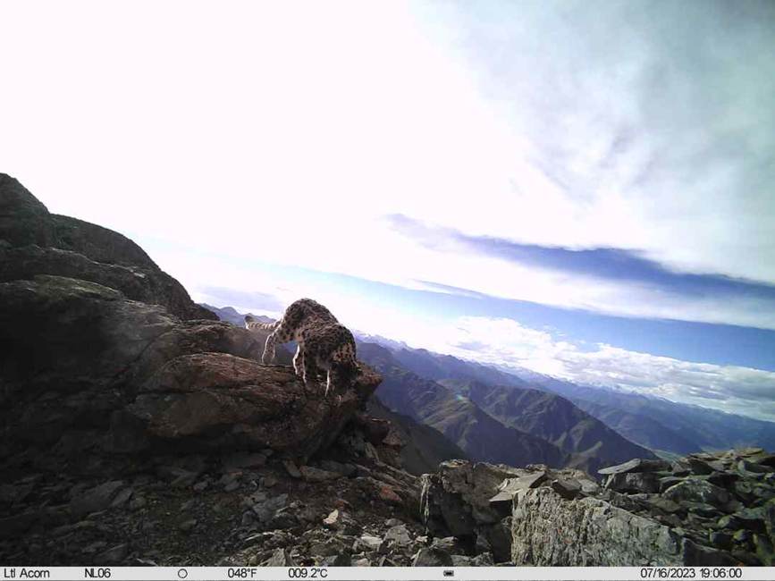 雪豹影像。山水自然保護中心供圖