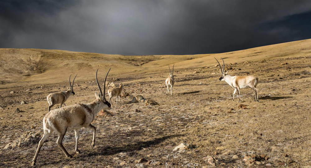 “高原精靈”藏羚羊。尼瑪多吉攝