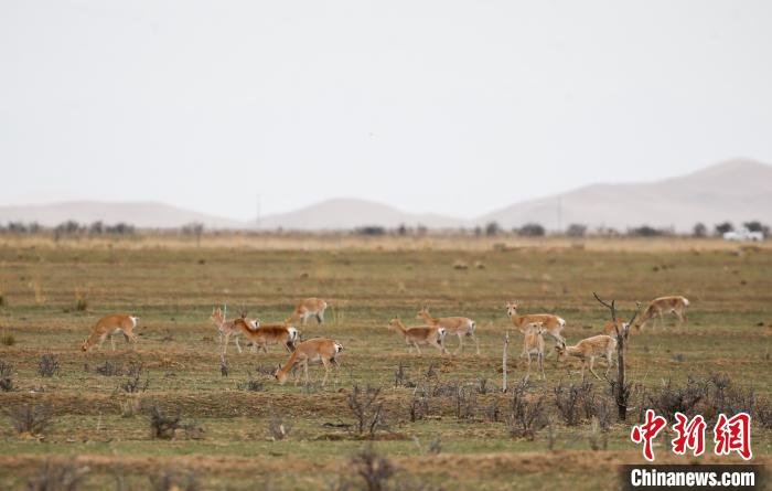 成群普氏原羚漫步青海湖北岸哈爾蓋草原