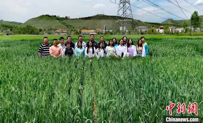 青海:“青燕2號(hào)”燕麥、“環(huán)湖”老芒麥等通過(guò)國(guó)家級(jí)審定