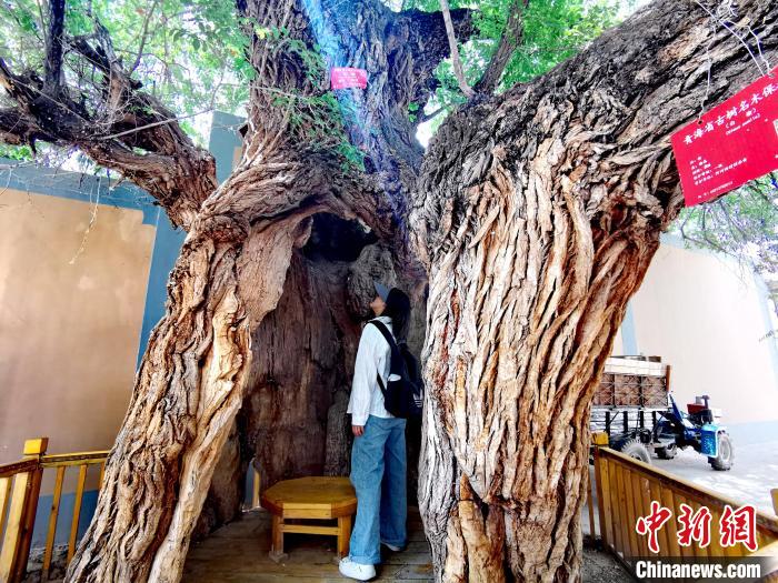 青海海東市阿河灘地質(zhì)文化村：古樹新枝、丹山碧水