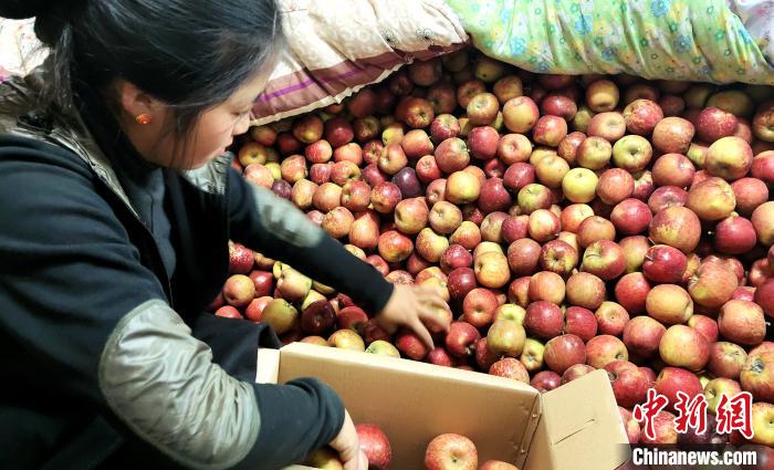 圖為通麥村村民巴桑拉姆精心挑選蘋果進(jìn)行裝箱?！∝暽＠?攝
