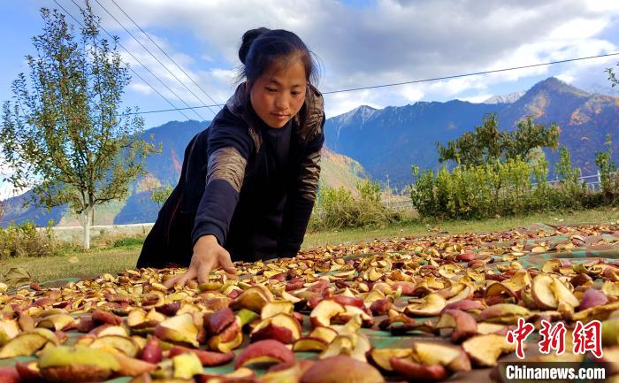圖為通麥村村民巴桑拉姆晾曬切片蘋果。　貢桑拉姆 攝
