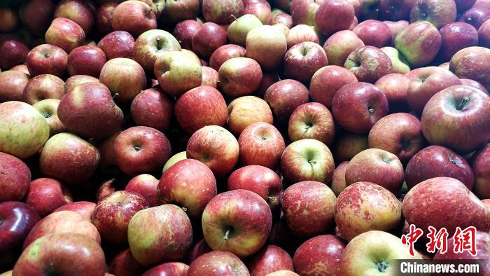 圖為通麥村村民巴桑拉姆家待裝箱的蘋果。　貢桑拉姆 攝