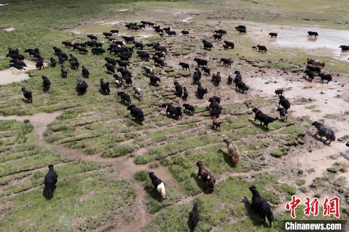 近年來，那曲市班戈縣推行村級牧業(yè)經(jīng)濟合作社，牧民們將牛羊及草場作為股份加入合作社，部分牧民開始從事旅游服務(wù)、服裝加工及運輸?shù)刃袠I(yè)，收入逐年提高。圖為8月3日，班戈縣的牦牛群在一片草原濕地中覓食(資料圖)?！〗w波 攝