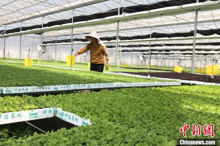 圖為會(huì)澤現(xiàn)代化農(nóng)業(yè)產(chǎn)業(yè)扶貧基地內(nèi)，貧困戶成為了產(chǎn)業(yè)工人?！】姵?攝