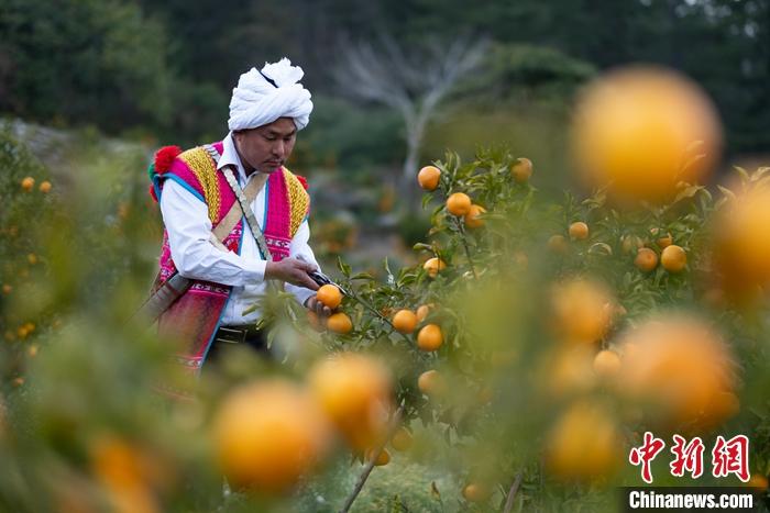 1月29日，京都村村民在柑橘園中采摘柑橘。<a target='_blank' ><p  align=