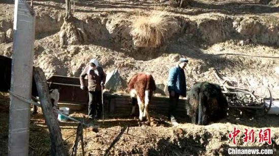 圖為孔繁福夫妻正在收拾牛圈。　李雋　攝