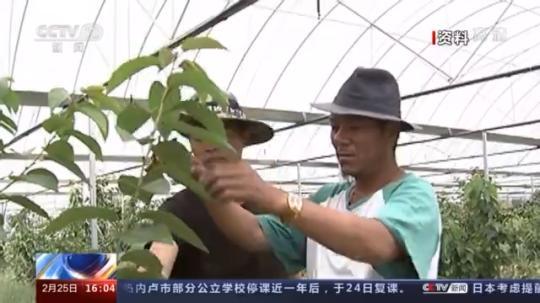 種蘑菇、養(yǎng)駱駝...。。特色產(chǎn)業(yè)助力鄉(xiāng)村振興走新路