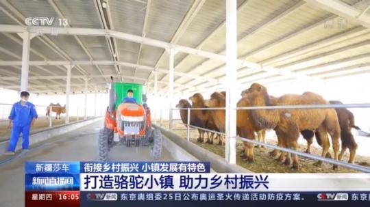 種蘑菇、養(yǎng)駱駝...。。特色產(chǎn)業(yè)助力鄉(xiāng)村振興走新路