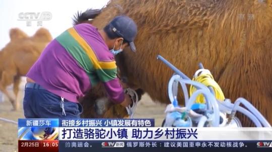 種蘑菇、養(yǎng)駱駝...。。特色產(chǎn)業(yè)助力鄉(xiāng)村振興走新路