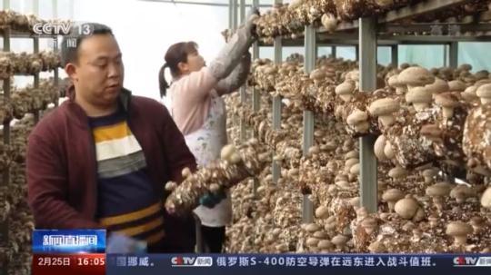 種蘑菇、養(yǎng)駱駝...。。特色產(chǎn)業(yè)助力鄉(xiāng)村振興走新路